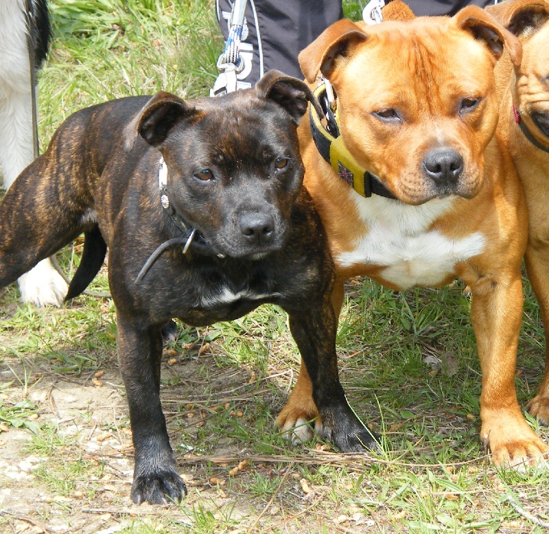 des Archanges Bergers - Staffordshire Bull Terrier - Portée née le 10/07/2010