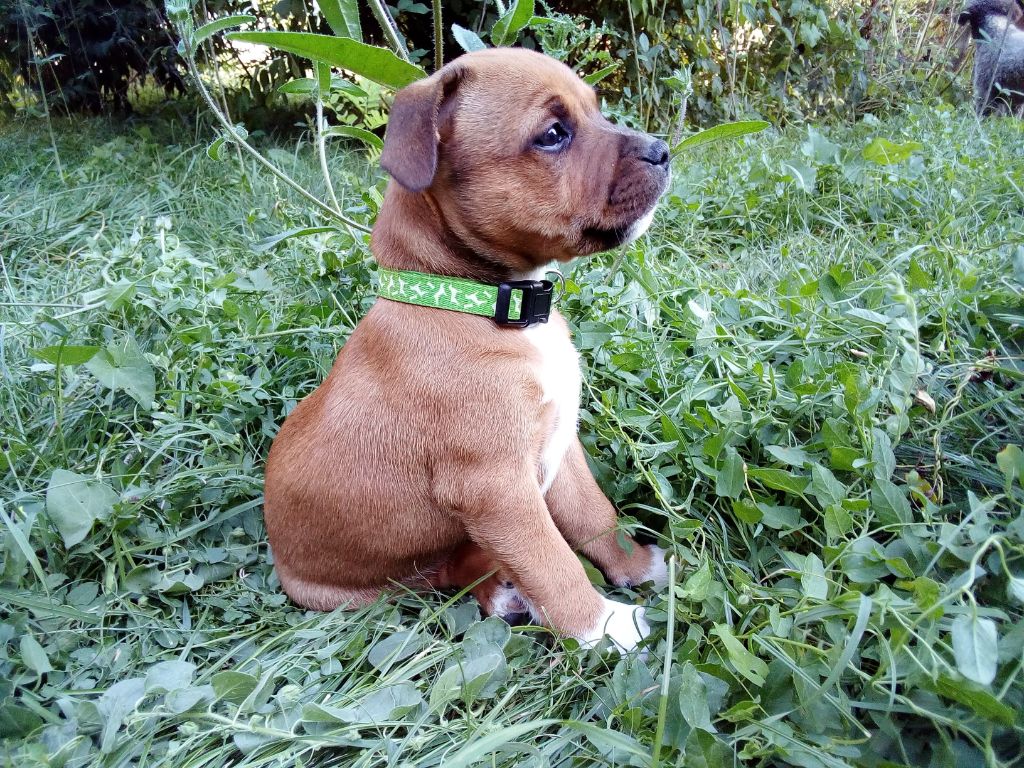 chiot Staffordshire Bull Terrier des Archanges Bergers